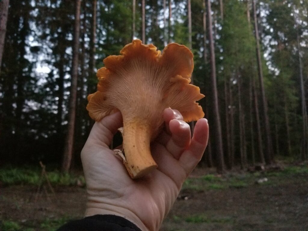 False gills on chanterelle mushroom
