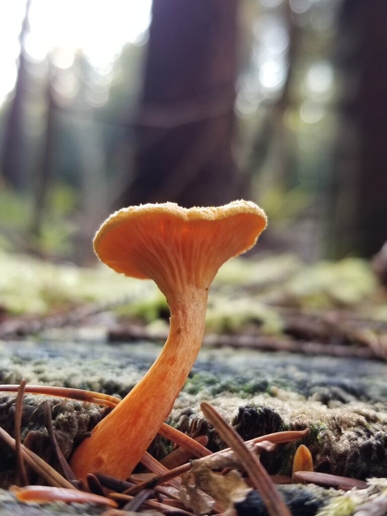 Chanterelle mushroom grows on forest floor under hardwood trees. 