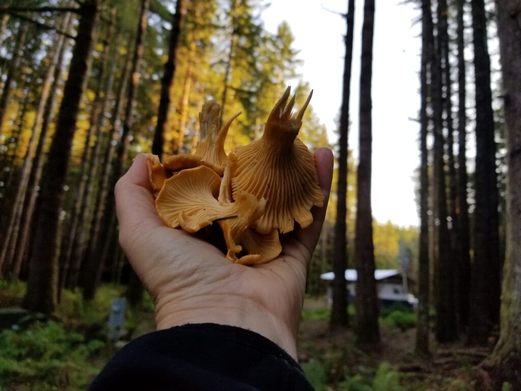 Chanterelles have false gills