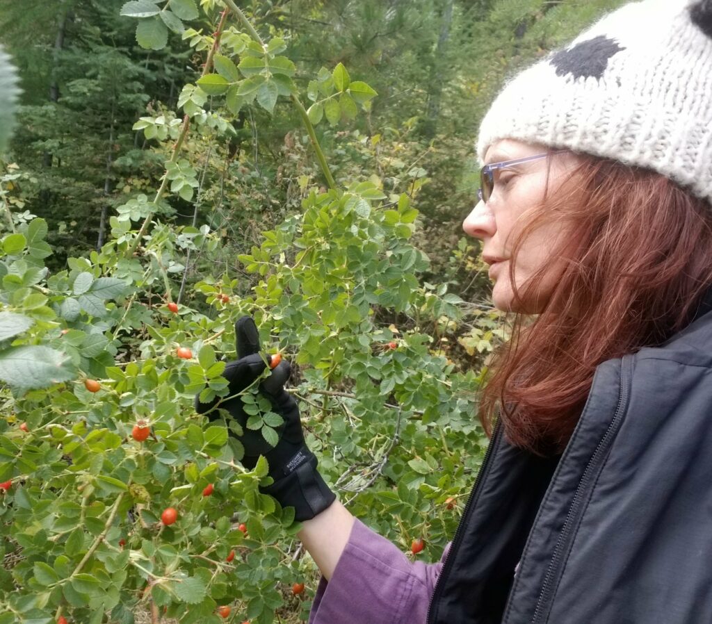 Identifying rose hips