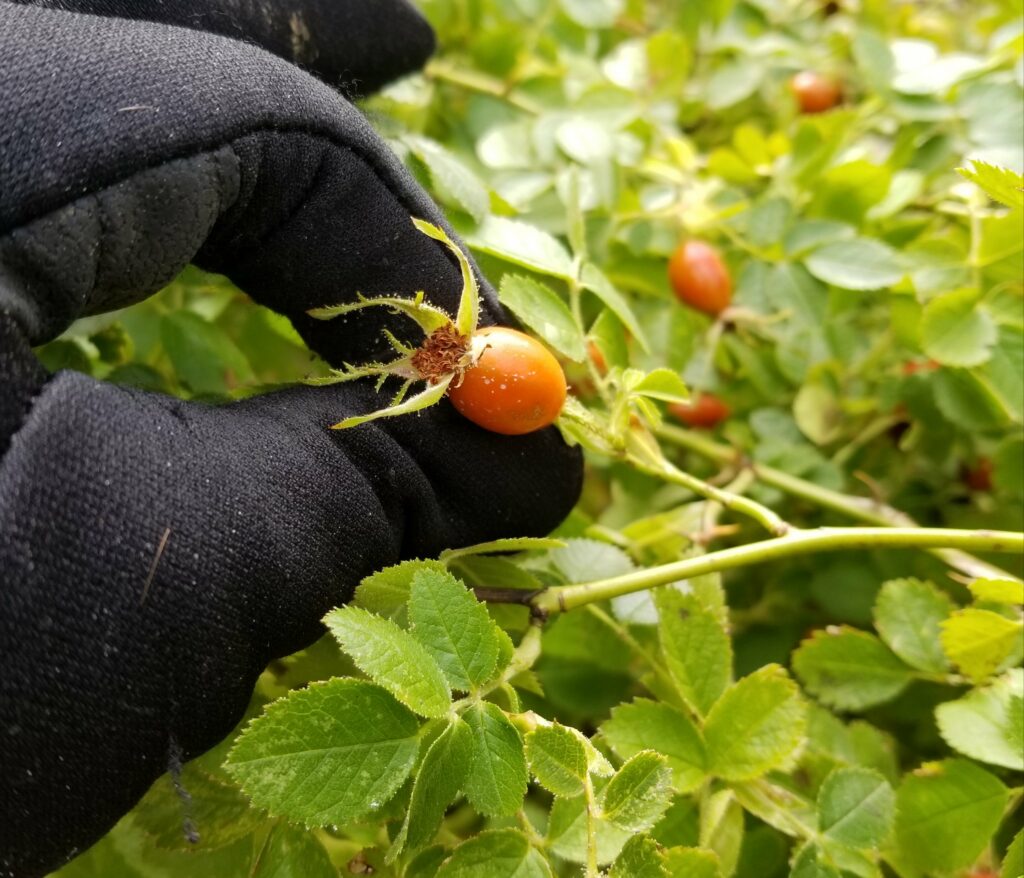 Harvesting rose hips